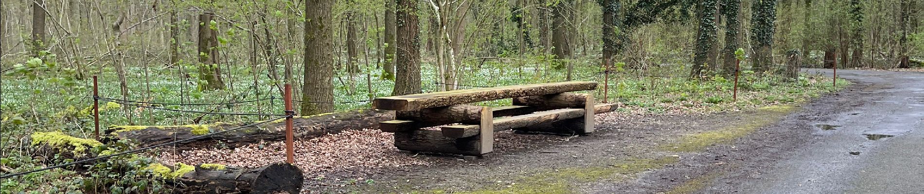 Tocht Stappen Halle - Hallerbos famiglie 2024 aggiungere 1 km x tornare parcheggio)  - Photo