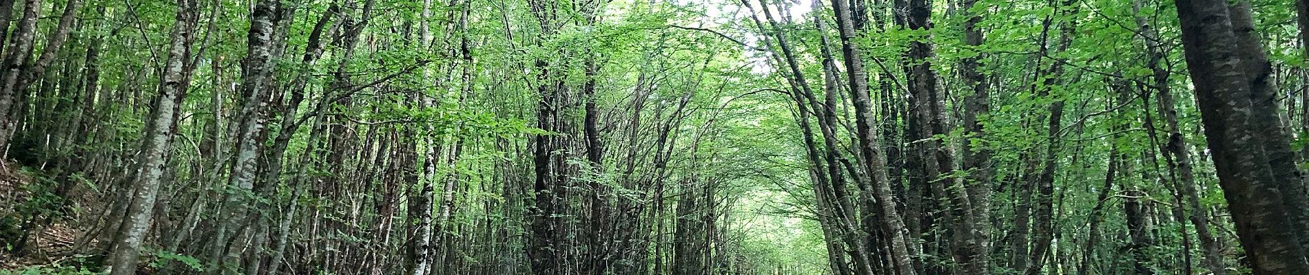 Percorso A piedi Cesarò - D345E   Sentiero dei Laghetti - Photo