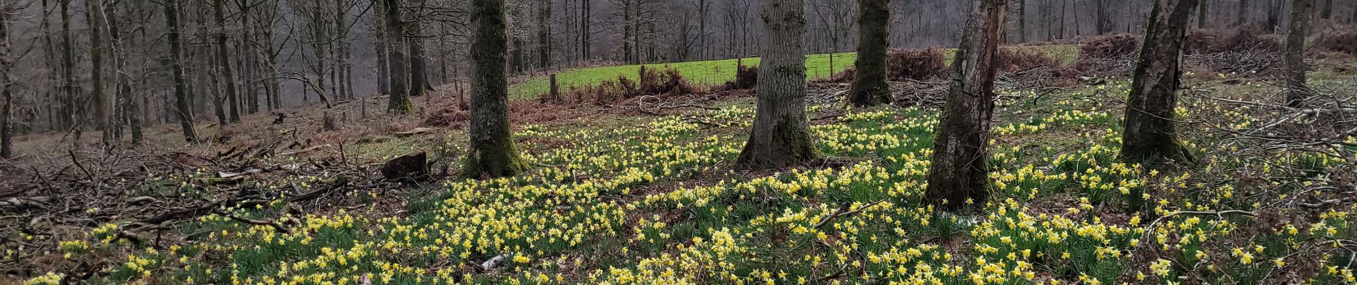 Tour Wandern Wellin - rando wellin 24-03-2023 - Photo