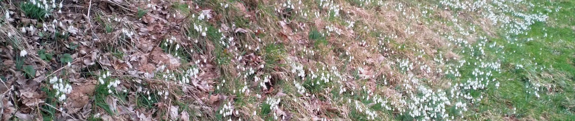 Tocht Stappen Libramont-Chevigny - Lamouline - Photo