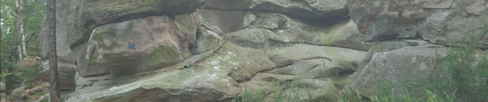 Tocht Stappen Fontainebleau - cimetière de Fontainebleau 10 août 2021  - Photo