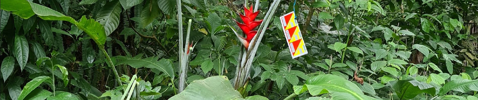 Randonnée Marche Basse-Pointe - CO DEAMM -MORNE BALAI - Photo