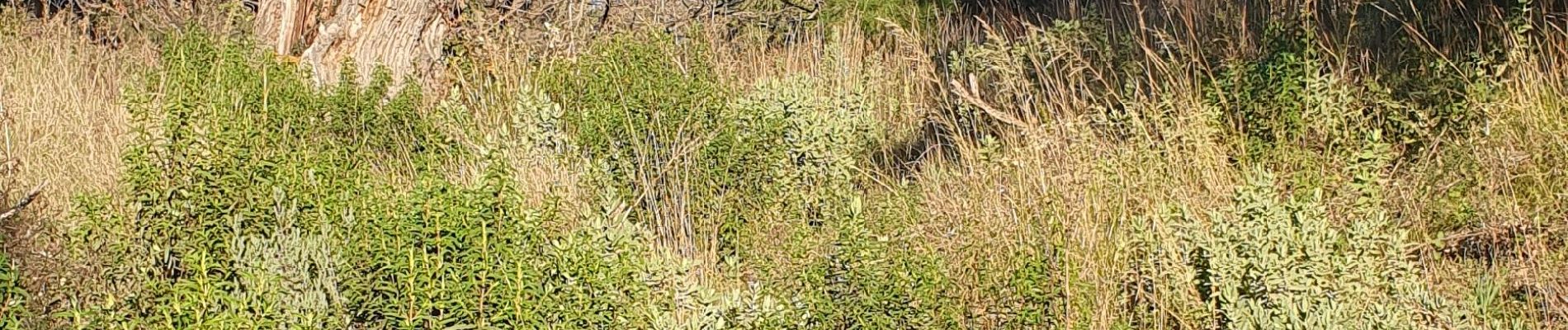 Randonnée Marche Bormes-les-Mimosas - bormes forêt domaniale des Maure Pera- le Boeuf - Photo