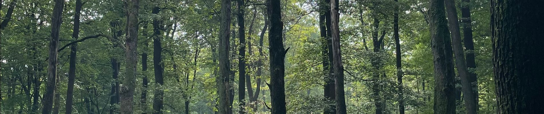 Tocht Stappen Apeldoorn - Balade dans la forêt près de l’hôtel Echoput - Photo