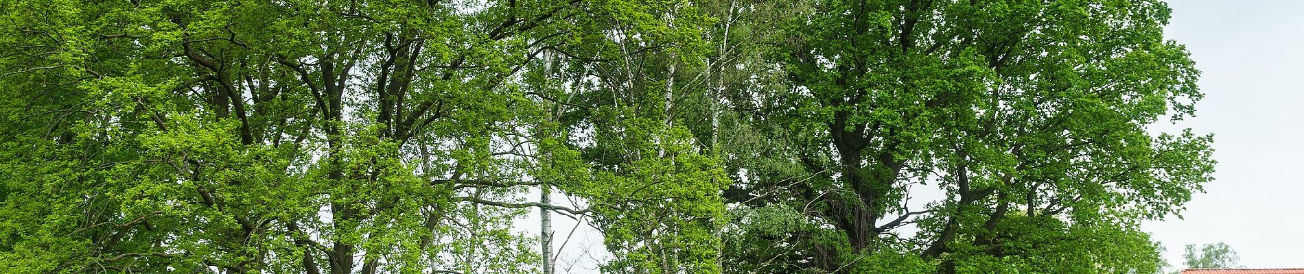 Tocht Te voet Bad Düben - Rund um Tiglitz - Photo