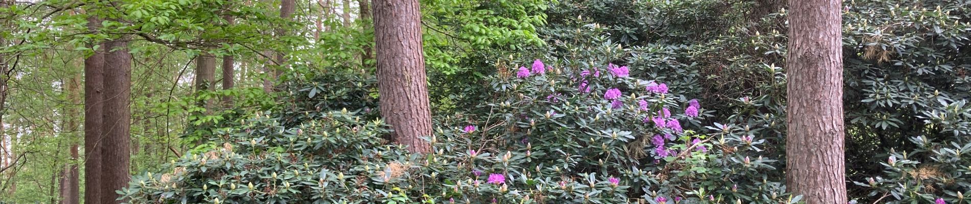 Trail Walking Wavre - Limal vers Bois de Lauzelle par le Jardin des Moines  - Photo