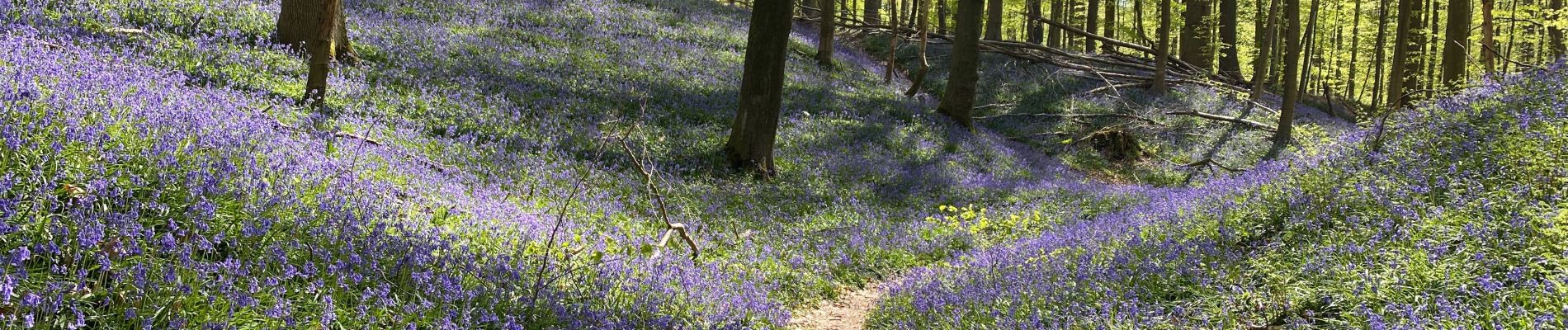 Tour Wandern Hoeilaart - Jacinthe sauvage de grœnendael  - Photo