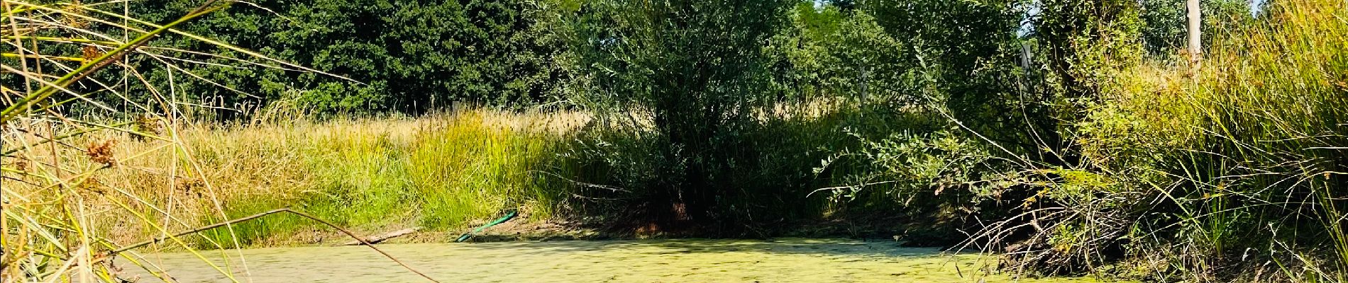 Randonnée Marche Saint-Trond - La reserve naturelle Op d’Hei à Runkelen - Photo