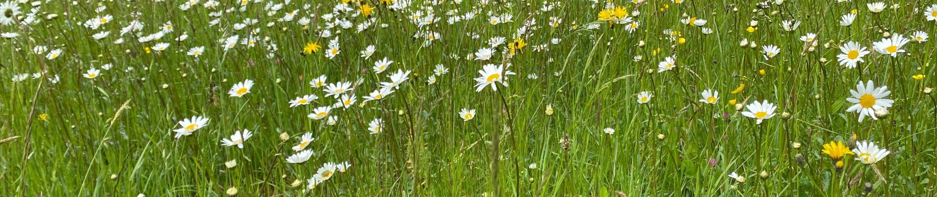 Trail Walking Gerpinnes - Jacinthe des bois fin - Photo