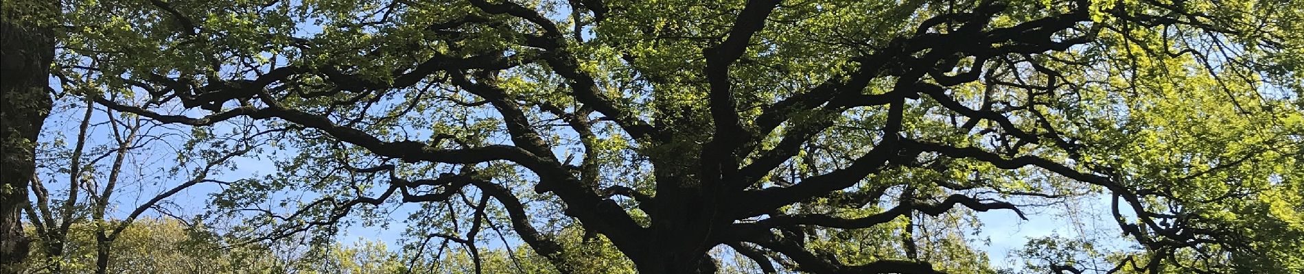 Randonnée Marche Viroflay - Viroflay rive gauche (Bois de Meudon) - Photo