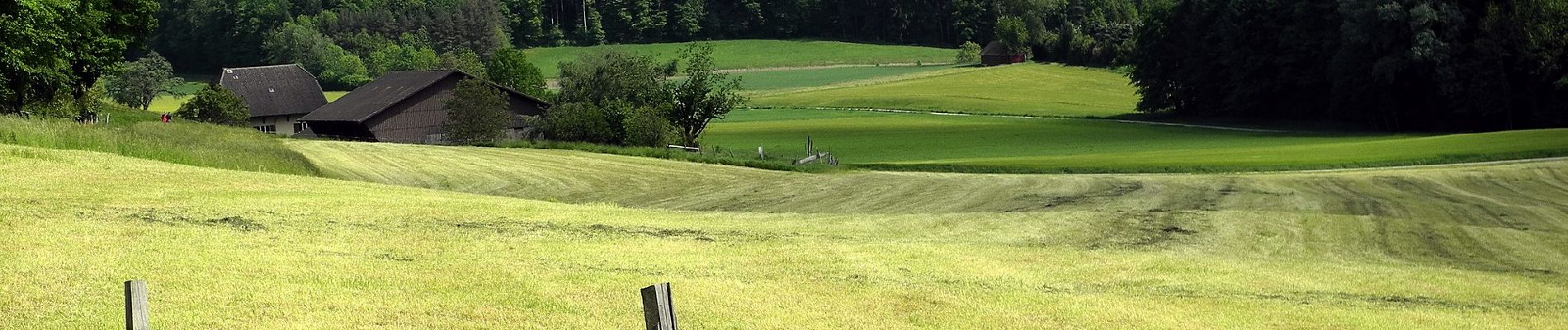 Trail On foot Oetwil an der Limmat - Weiningen - Oetwil - Photo