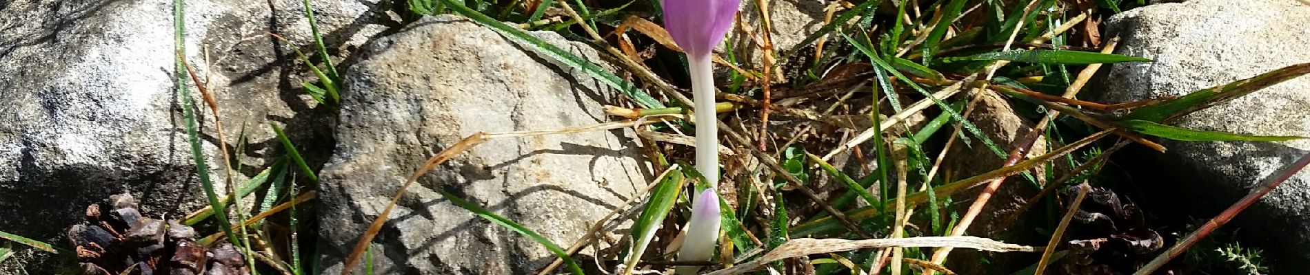 Tocht Stappen Saint-Agnan-en-Vercors - beure nadet - Photo