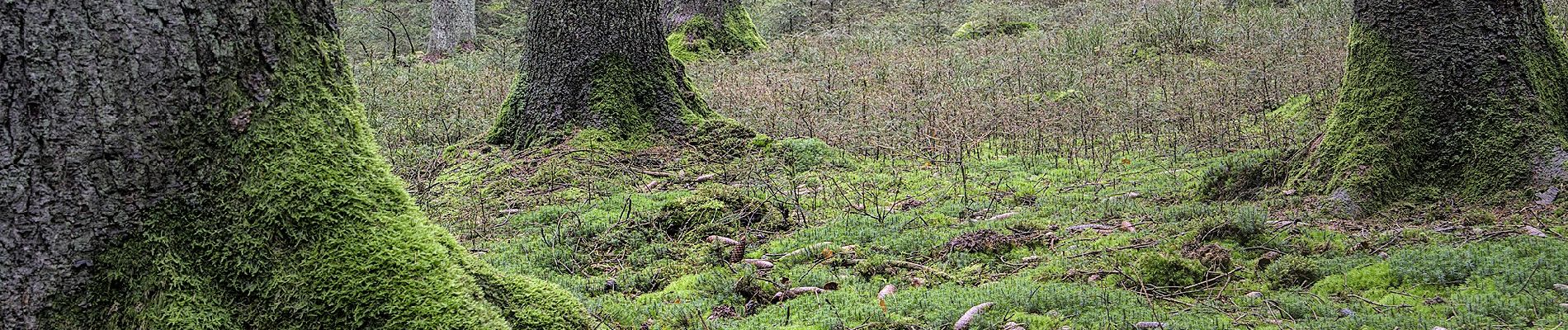 Tour Zu Fuß Lierneux - Lierneux 16 - Photo