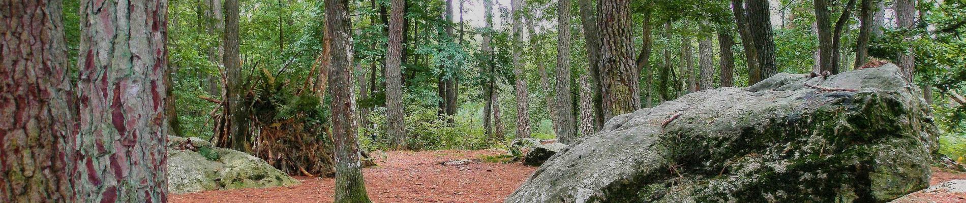 Tour Wandern Igé - Igé - Saint-Cyr-la-Rosière 18 km - Photo