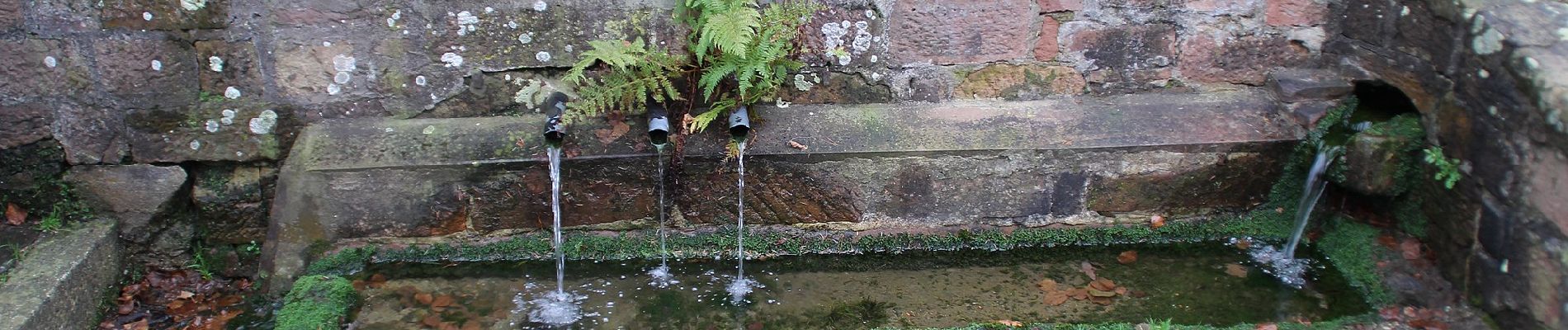 Tocht Te voet Mossautal - Rundwanderweg Güttersbach 5: Fuchseichen-Weg - Photo