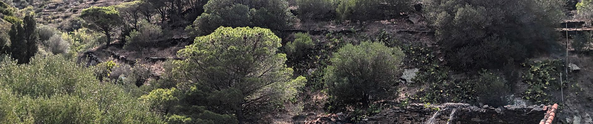 Excursión Senderismo Cerbère - cerbère. cap cerbère. coll dels belitras . puig dels frères. cerbère - Photo