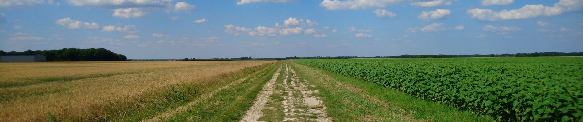 Tour Wandern Saint-Branchs - la Fontaine - Saint-Branchs - 14.1km 120m 3h10 - 2020 06 24 - Photo