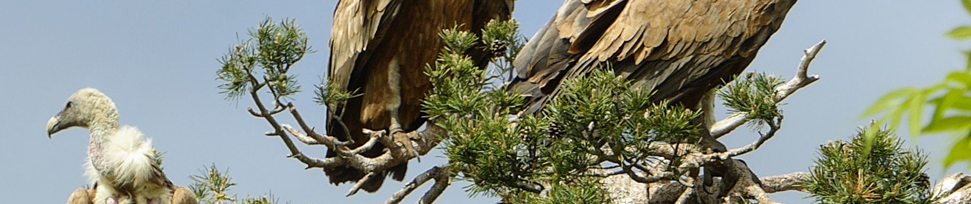 Excursión Senderismo Le Buisson - Gite de Sagnebesse -  loups du Gevaudan - Sainte Luce - Photo