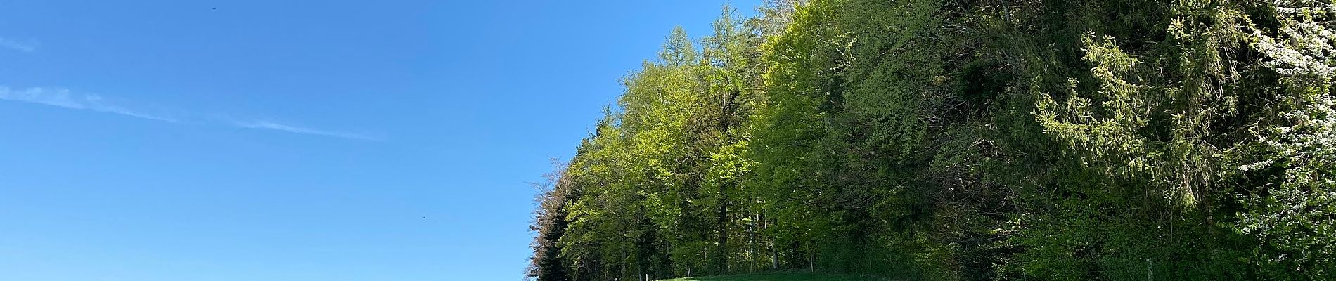 Randonnée A pied Herrliberg - Rütihof - Forch - Photo