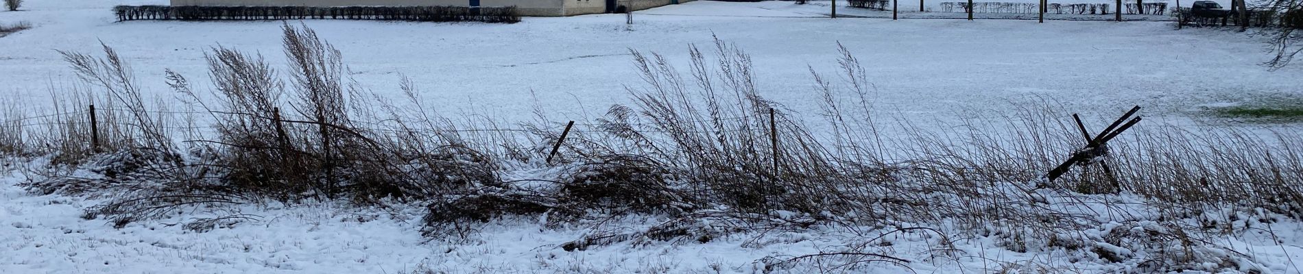 Randonnée Marche Beauvechain - Bruyère neige - Photo