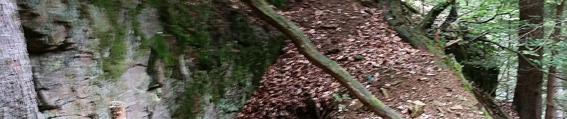 Randonnée A pied Weinheim - Rundwanderweg Gorxheimertal 3: Eichelberg-Weg - Photo