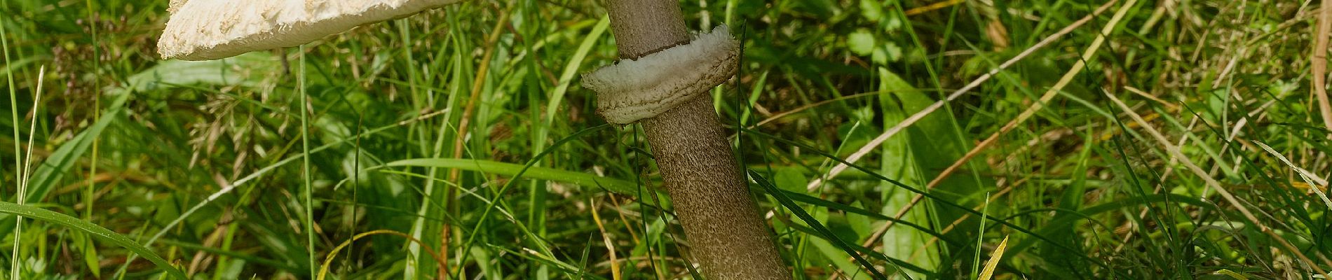 Tocht Te voet Edertal - Nationalparkrundweg Goldgräberpfad - Photo