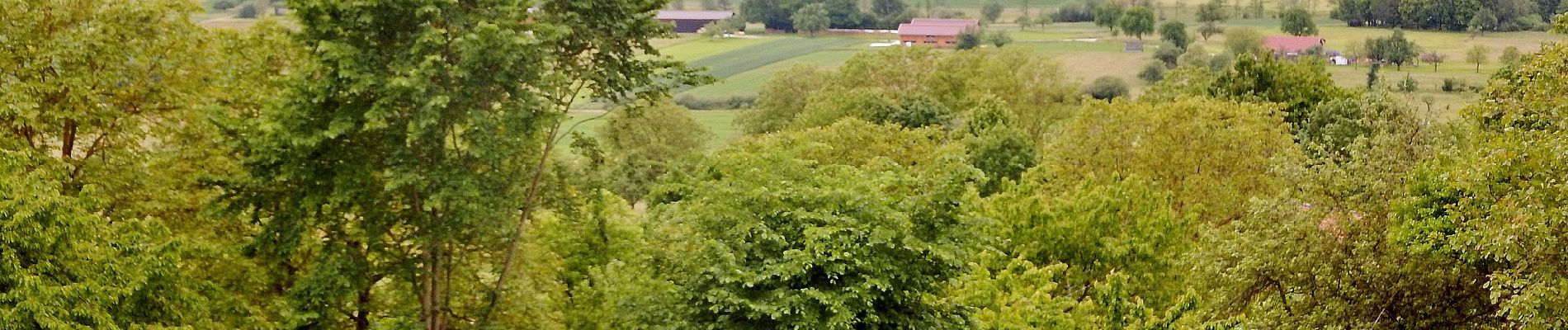 Tocht Te voet Großbettlingen - blaue Raute Roßdorf - Großbettlingen - Grafenberg - Kapishäusern - Jusi - Photo