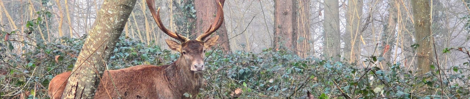 Tocht Stappen Fosses - Boucle Survilliers - St Witz -  Moussy le neuf - Plailly 25 km - Photo