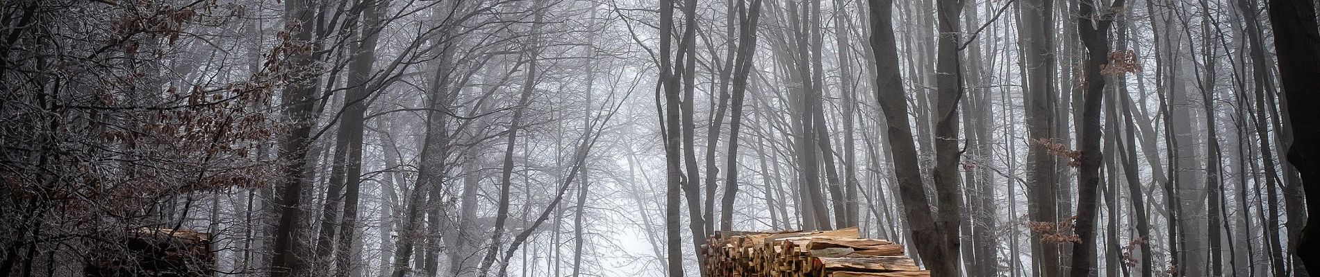 Percorso A piedi Sconosciuto - Schwarzenbergpark/Allee - Sophienalpe (nördlicher Ast) - Photo