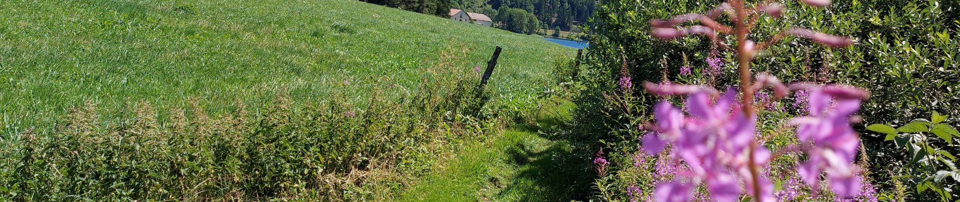 Tour Wandern Grande-Rivière-Château - Tour du Lac de l'Abbaye de Grandvaux - Photo