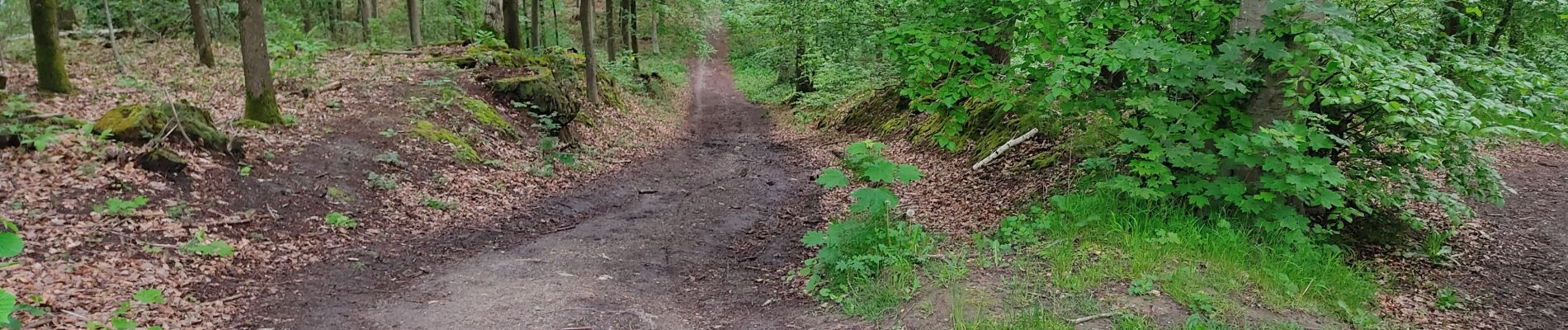 Randonnée Marche Viroflay - La Celle St Cloud depuis Viroflay - Photo