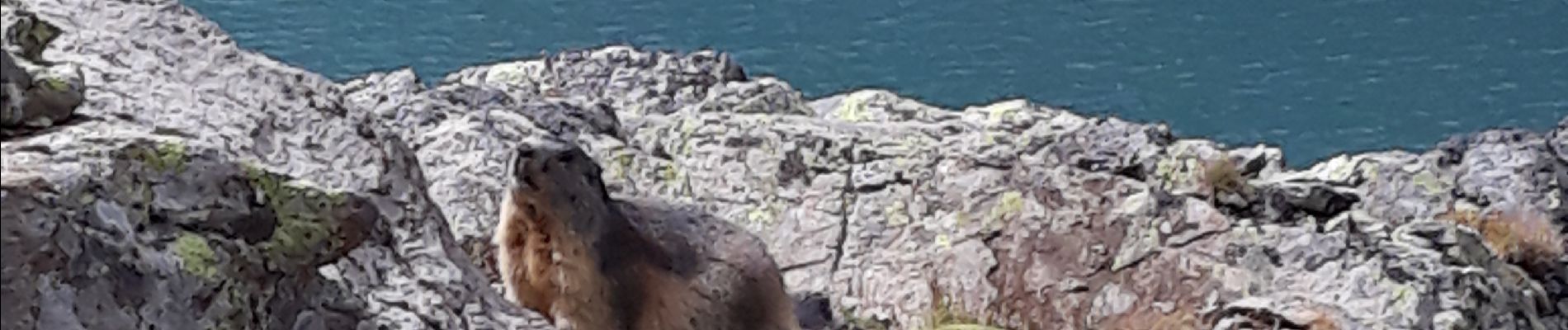 Trail Walking Vallouise-Pelvoux - Lac Eychauda et le  col des Grangettes - Photo