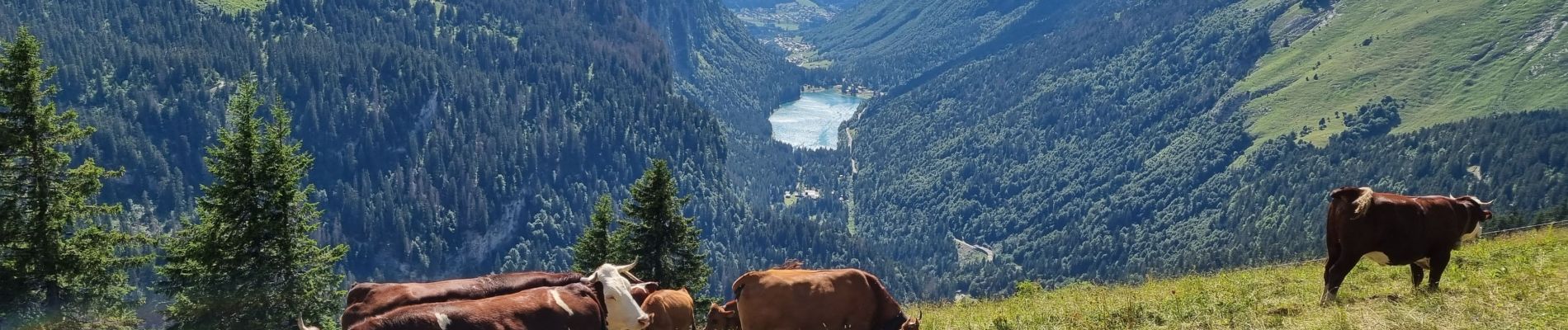 Tour Wandern Abondance - Col de Bassachaux le lac vert 7 juillet 2022 - Photo