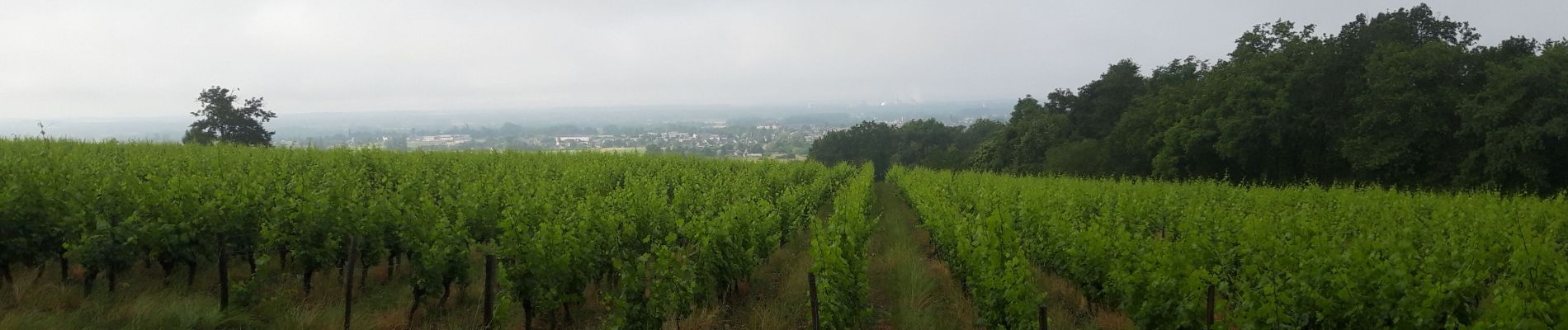 Randonnée Marche Bourgueil - forêt Bourgueil 100623 - Photo