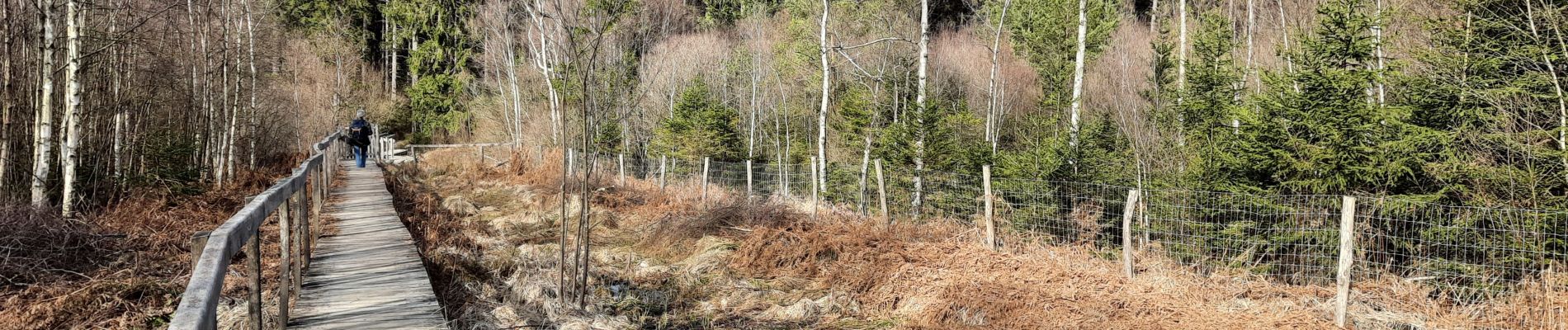 Tour Wandern Gedinne - La Fange de l'abîme (n°41)- Croix Scaille - Photo