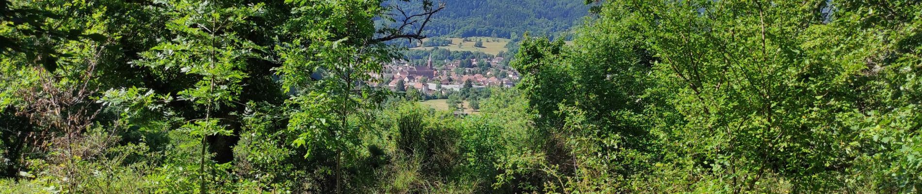 Trail Walking Willer-sur-Thur - Willer Ostein - Photo