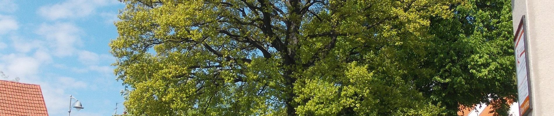 Tocht Te voet Wermsdorf - Kleine Collm Rundwanderung - Photo