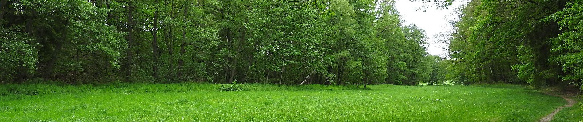 Percorso A piedi Wilkau-Haßlau - WW Wilkau-Haßlau - Quarksteine - Niedercrinitz - Filzteich - Photo