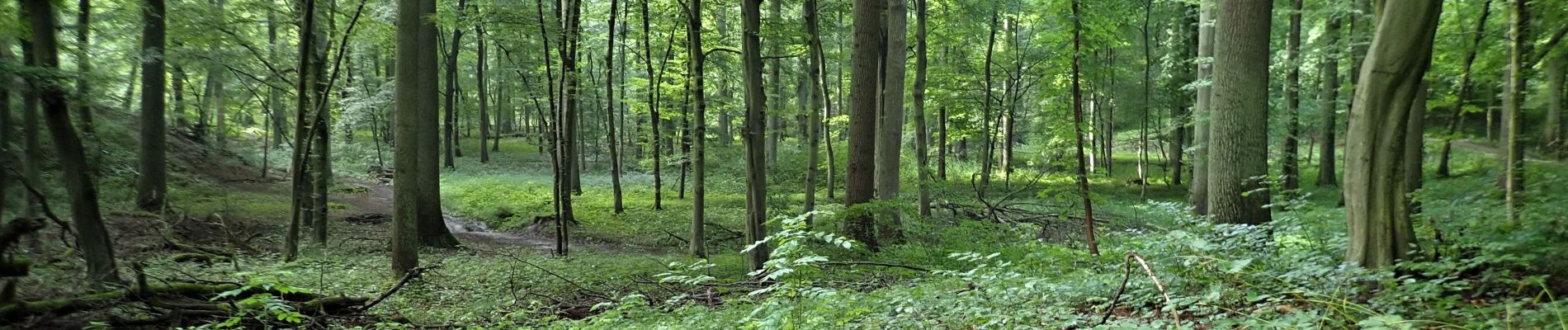 POI Tervuren - Différentes vues sud/sud-ouest dans le Vijversweg - Photo