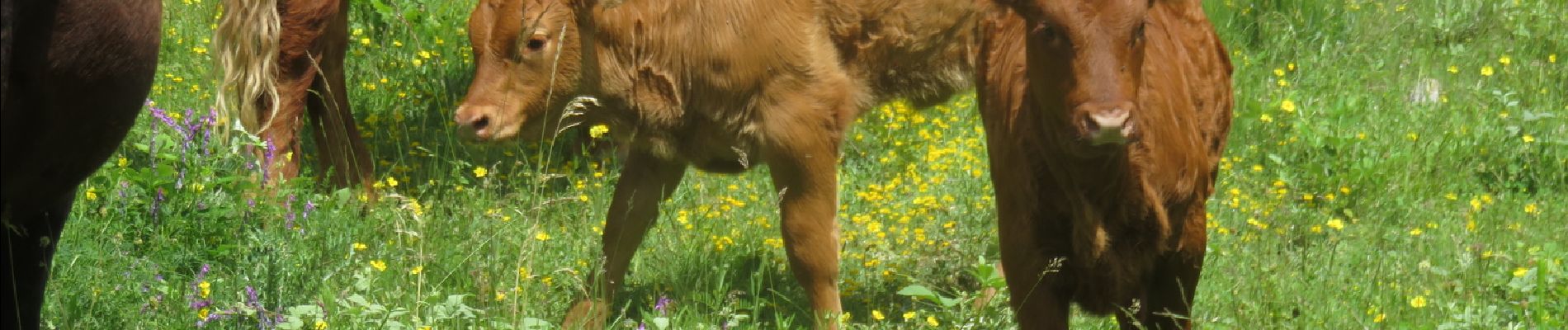 Percorso Marcia Le Broc - Mouton d'Anou en boucle depuis le Broc - Photo