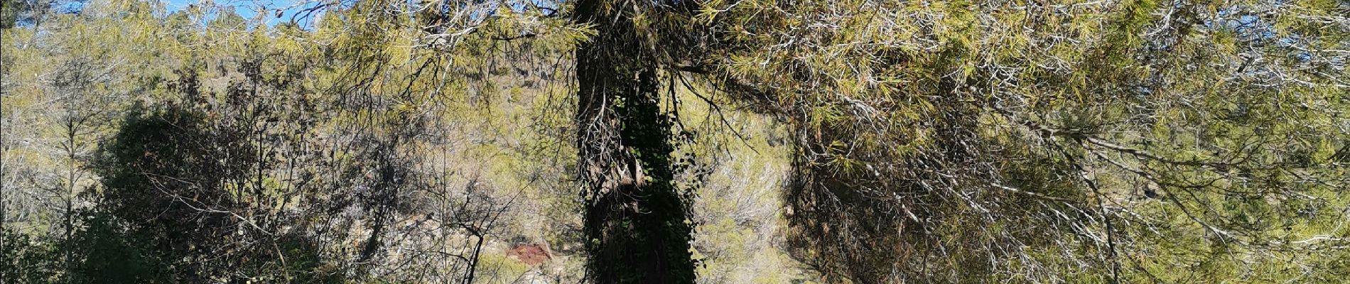 Tour Wandern Berre-les-Alpes - escarene  - Photo