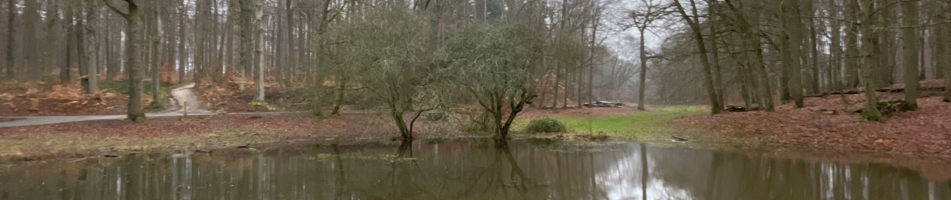 Randonnée Marche Tervueren - Arboretum de Tervuren - Photo