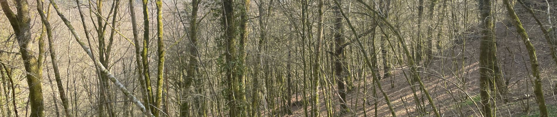 Tour Wandern Bouillon - Poupehan  frayant - Photo