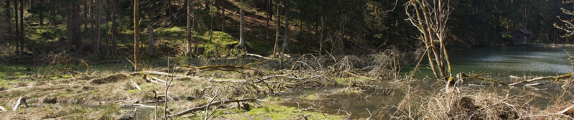 Tocht Te voet Wilhelmsthal - Grümpel-Floßteich-Weg KC 82 - Photo