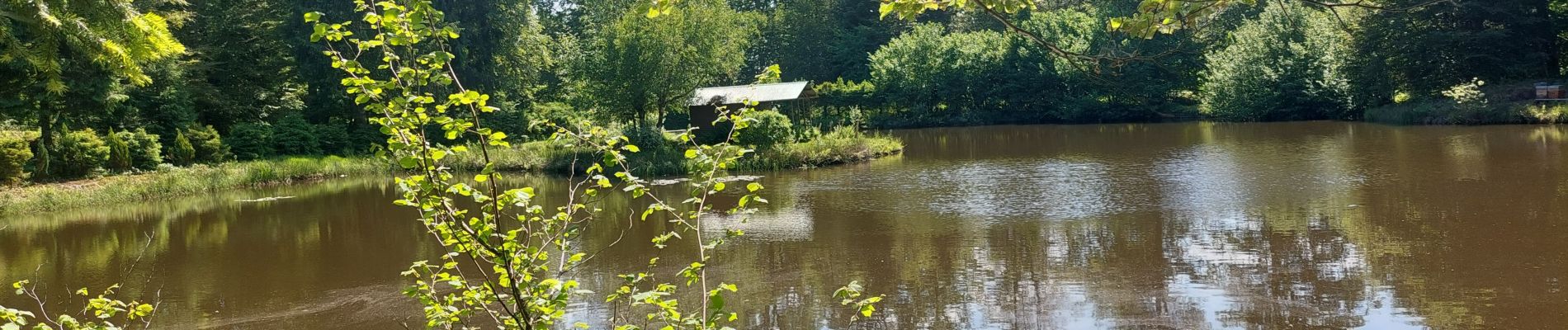 Tocht Stappen Ramonchamp - Ramonchamp les noirs etangs - Photo