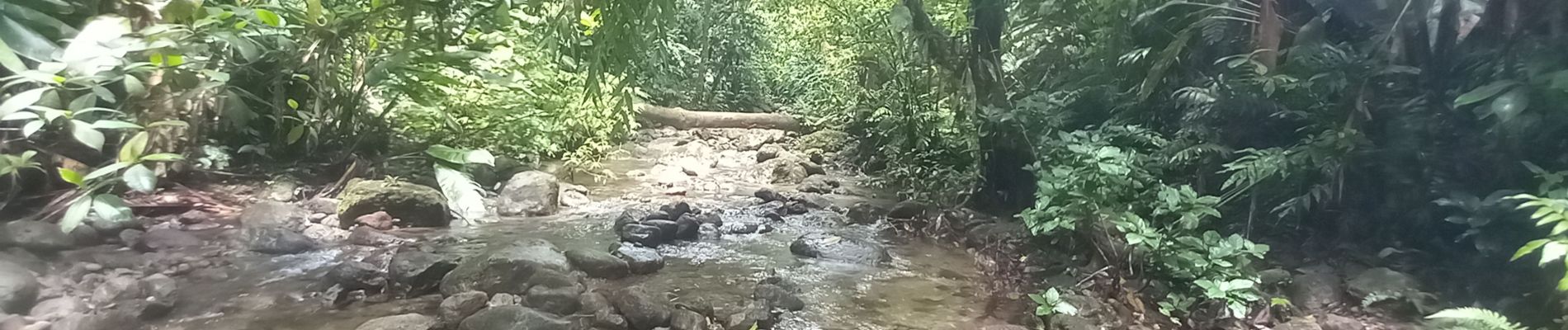 Point d'intérêt Fonds-Saint-Denis - remontée de la rivière jusqu'au gorges - Photo