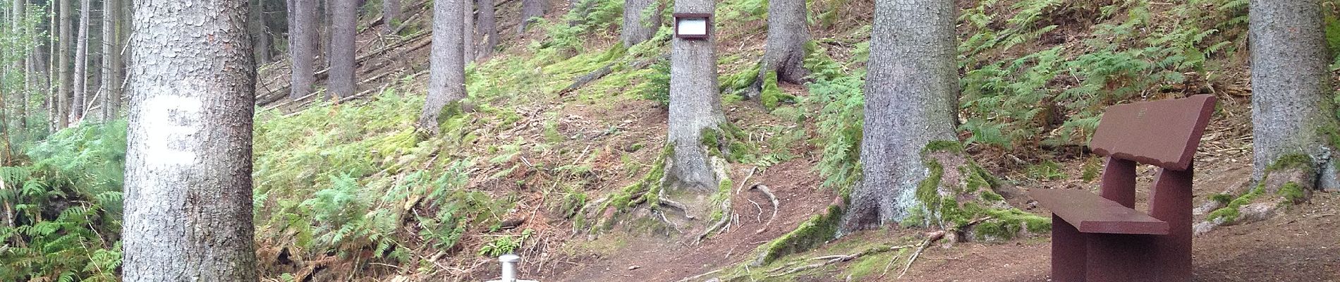 Tocht Te voet Waldeck - Rundwanderweg Freienhagen 2 - Photo