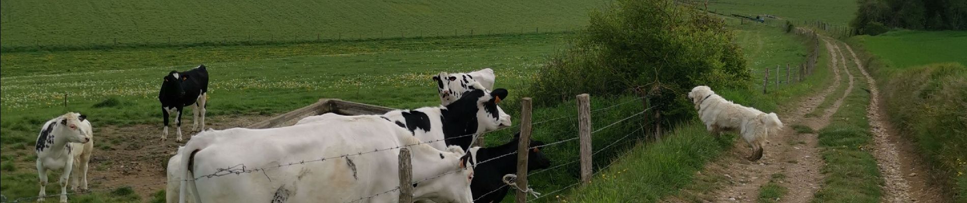 Tour Wandern Saint-Jacques-d'Aliermont - St Jacques d'aliermont-ste agathe - Photo