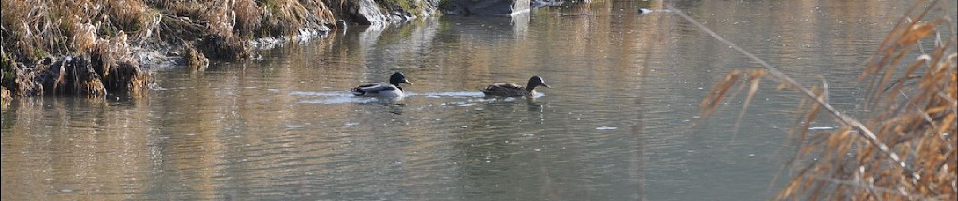 Tocht Te voet Zell an der Pram - Marterlweg 3 Blümling - Photo