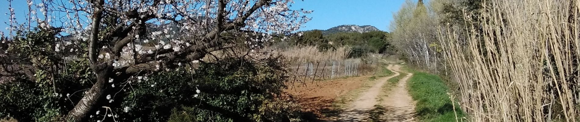 Trail Walking Aubignan - les côtes de st Hippolyte 84 - Photo